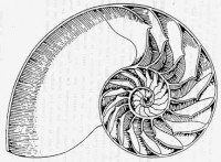 /album/natural-iter/nautilus-sez-jpg/